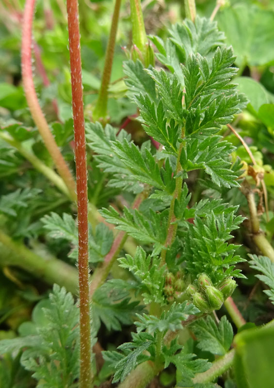 Erodium cicutarium - Geraniaceae